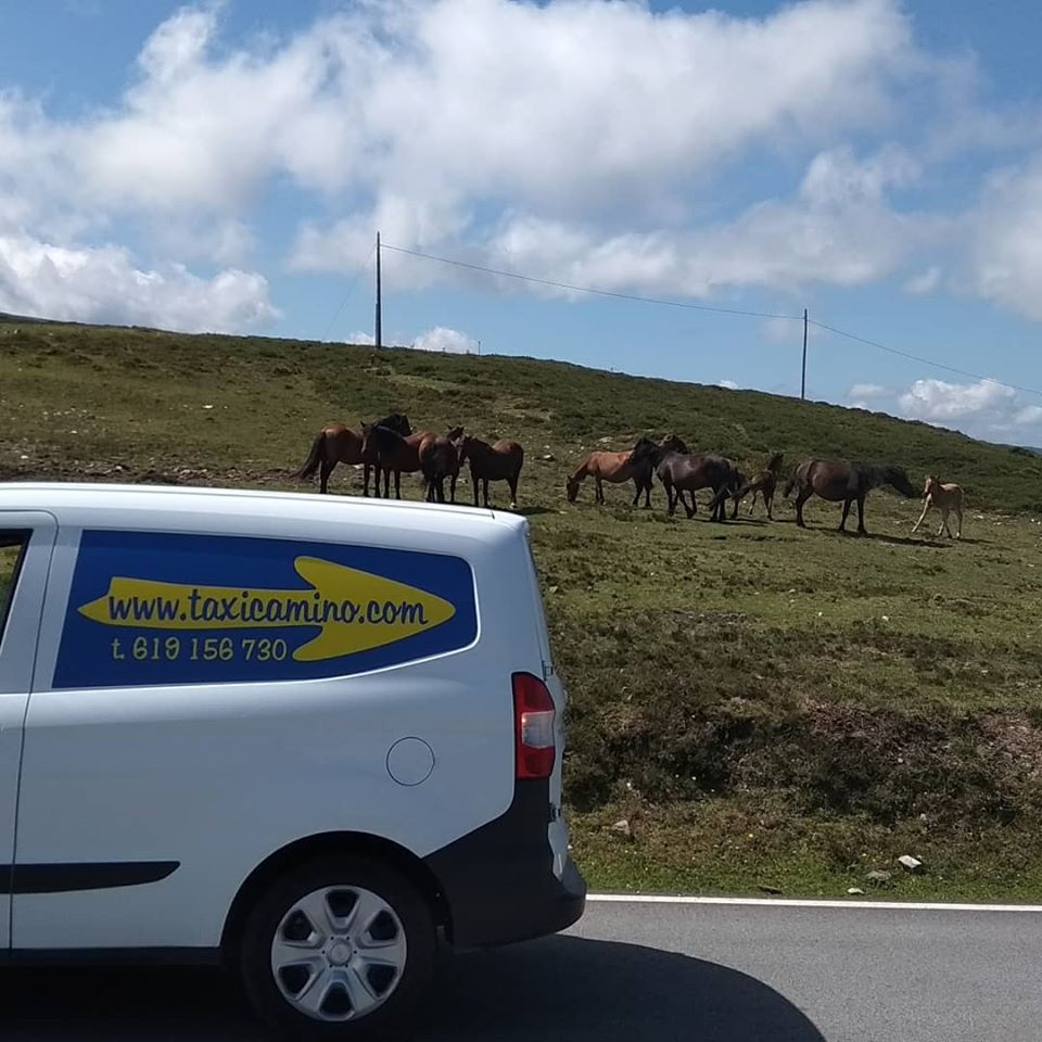 Caballos en el Camino de Santiago